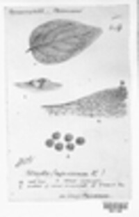 Melampsora hypericorum image